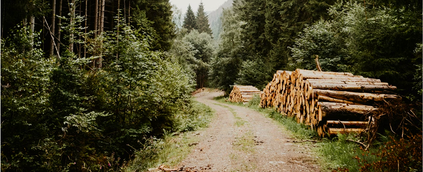 zrownowazone pozyskiwanie_andrewex